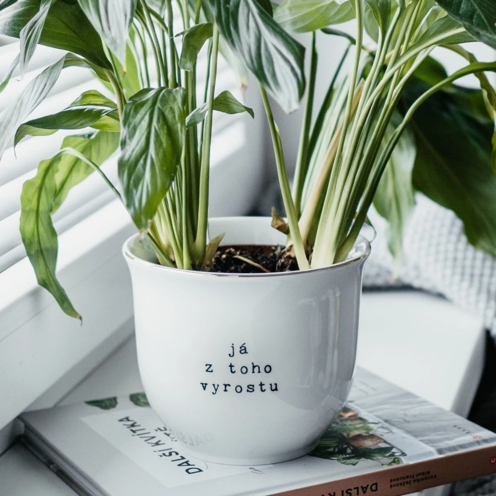 Porcelánový obal na květináč Já z toho vyrostu 13 cm