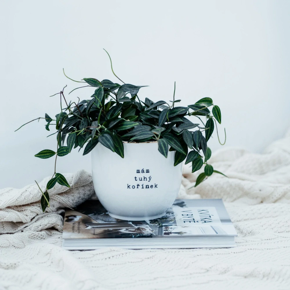Porcelánový obal na květináč Mám tuhý kořínek 13 cm