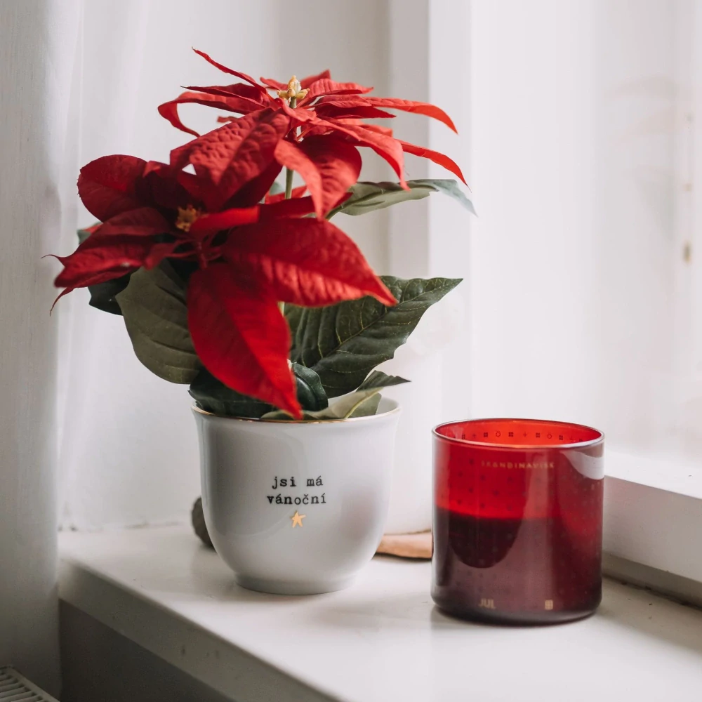 Porcelánový obal na květináč Jsi má vánoční hvězda 10 cm